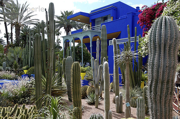 Kakteen im Jardin Majorelle Garten  erstellt von der französischen Tischlers Louis Majorelle und wiederhergestellt  indem die Modeschöpfer Yves Saint Laurent  Marrakesch  Marokko  Nordafrika  Afrika