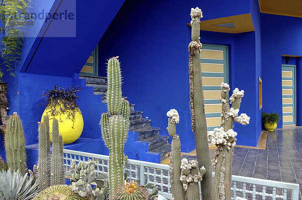 Kakteen im Jardin Majorelle Garten  erstellt von der französischen Tischlers Louis Majorelle und wiederhergestellt  indem die Modeschöpfer Yves Saint Laurent  Marrakesch  Marokko  Nordafrika  Afrika