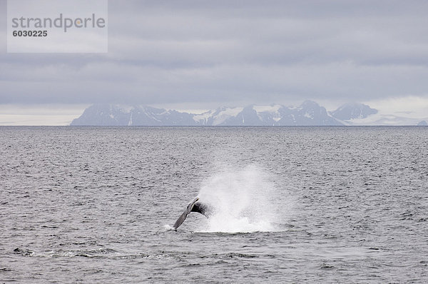 Wale in der Nähe von Livingston Island  South Shetland Islands  Antarktis  Polarregionen