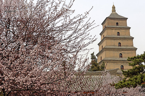 Große Wildgans-Pagode (Dayanta) aus der Zeit der Tang-Dynastie im 7. Jahrhundert  Xian  Shaanxi  China  Asien