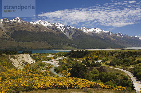 Helle Sommerblumen und Schnee bedeckten Berge in der Nähe von Queenstown  Otago  Südinsel  Neuseeland  Pazifik