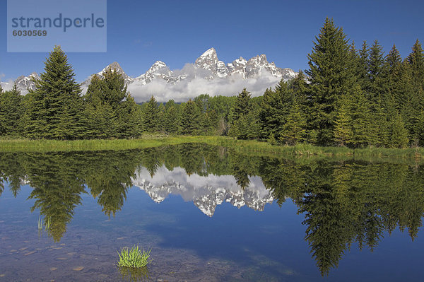 Der Cathedral Group: Teewinot Berg  Mount Owen und Grand Teton spiegelt sich in der Beaver Pond  Schwabacher der Landung  Grand-Teton-Nationalpark  Wyoming  Vereinigte Staaten von Amerika  Nordamerika