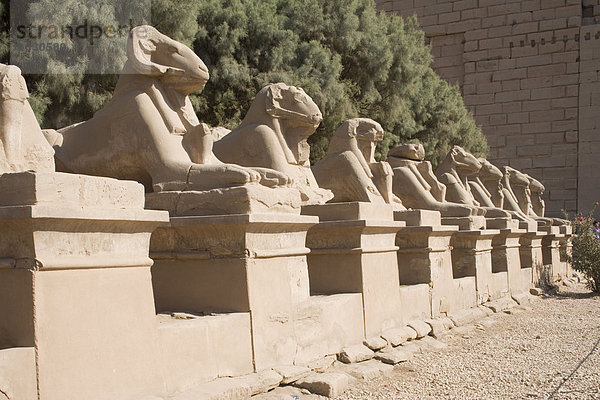 Avenue des Rams zum Tempel Bezirk  Karnak  in der Nähe von Luxor  Theben  UNESCO World Heritage Site  Ägypten  Nordafrika  Afrika