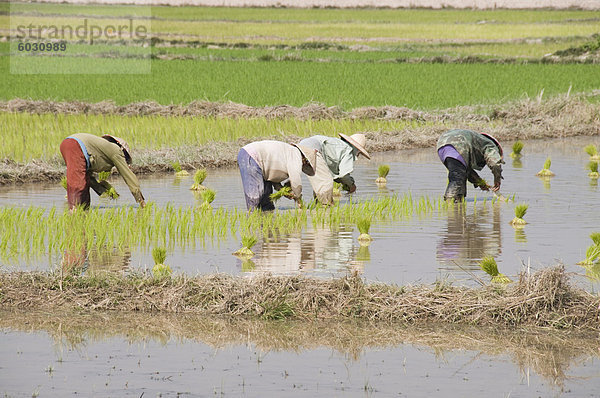 Reis Anpflanzen  Vientiane  Laos  Indochina  Südostasien  Asien