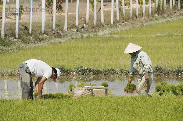 Reis Anpflanzen  Vientiane  Laos  Indochina  Südostasien  Asien