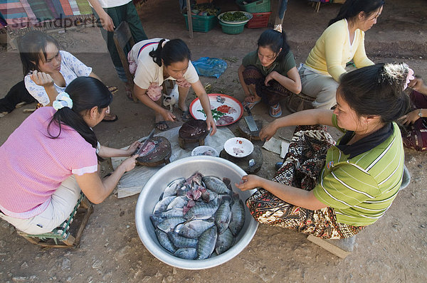 Frauen  die Vorbereitung der Fische  die gefangen in den Mekong  im Dorf in der Nähe von Luang Prabang  Laos  Indochina  Südostasien  Asien