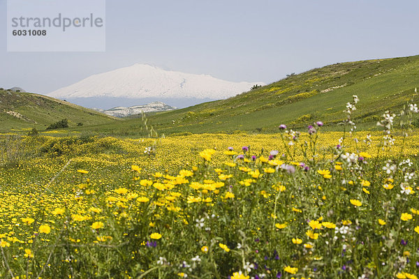 Frühjahr Wiese  Schnee bedeckte den Ätna im Hintergrund  Sizilien  Italien  Europa