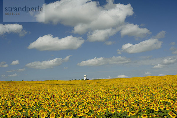 Feld von Sonnenblumen mit Wasserturm in Distanz  Charente  Frankreich  Europa