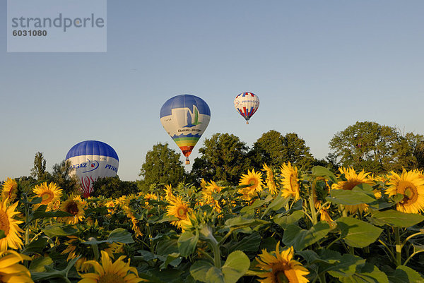 Ballonfahrten über Felder von Sonnenblumen in den frühen Morgenstunden  Charente  Frankreich  Europa