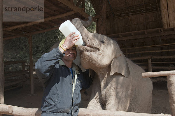 Urlaub Elefant Südostasien Asien Thailand