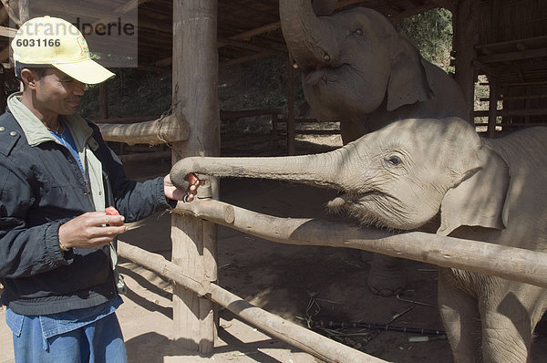 Urlaub Elefant Südostasien Asien Thailand