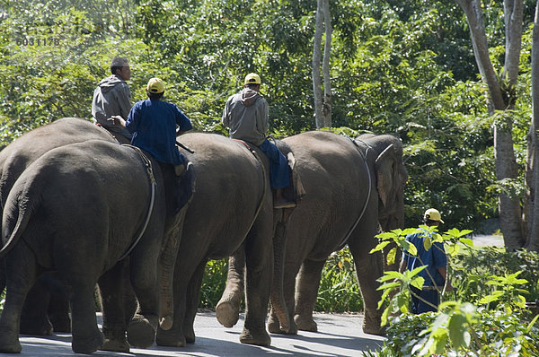 Urlaub Elefant Südostasien Asien Thailand