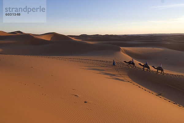 Dromedare unter Touristen auf eine Fahrt mit Sonnenuntergang  Merzouga  Marokko  Nordafrika  Afrika