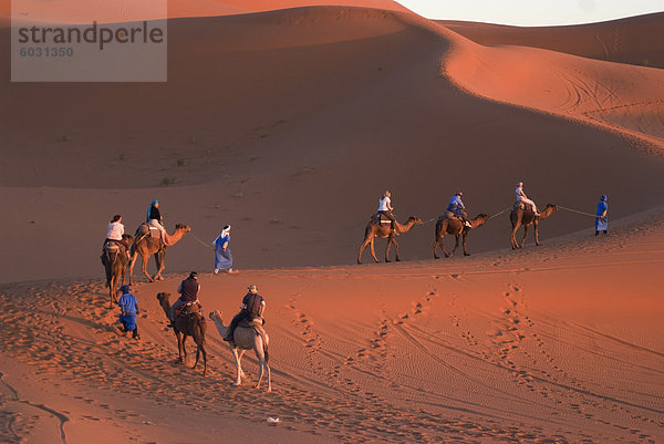 Dromedare unter Touristen auf eine Fahrt mit Sonnenuntergang  Merzouga  Marokko  Nordafrika  Afrika