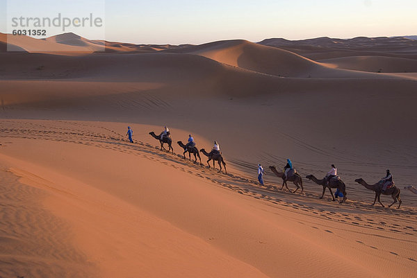 Dromedare unter Touristen auf eine Fahrt mit Sonnenuntergang  Merzouga  Marokko  Nordafrika  Afrika