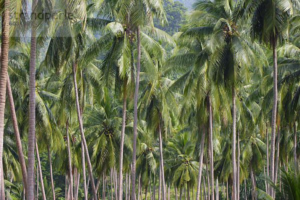 Kokospalmen  Koh Samui  Thailand  Südostasien  Asien