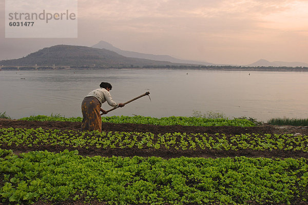 Pflege der Pflanzen an den Ufern des Mekong River  Pakse  südlichen Laos  Indochina  Südostasien  Asien