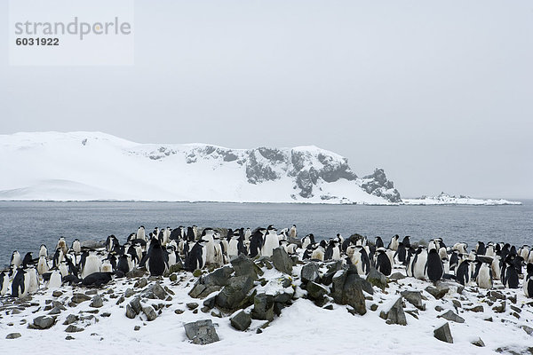 Pinguine Zügelpinguin (Pygoscelis Antarcticus)  Half Moon Island  Antarktische Halbinsel  Drakestraße  Weddell Sea  Antarctica  Polarregionen