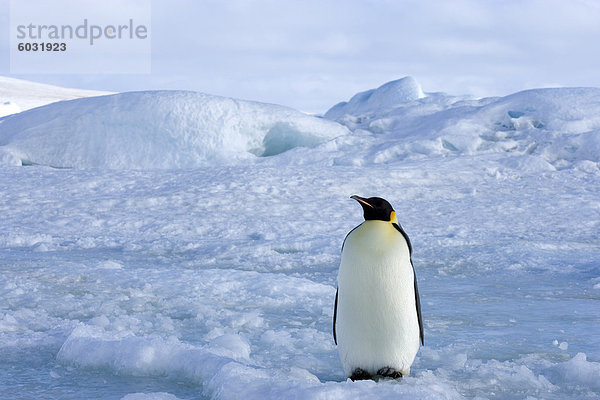 Kaiserpinguin (Aptenodytes Forsteri)  Snow Hill Island  Weddell Sea  Antarctica  Polarregionen