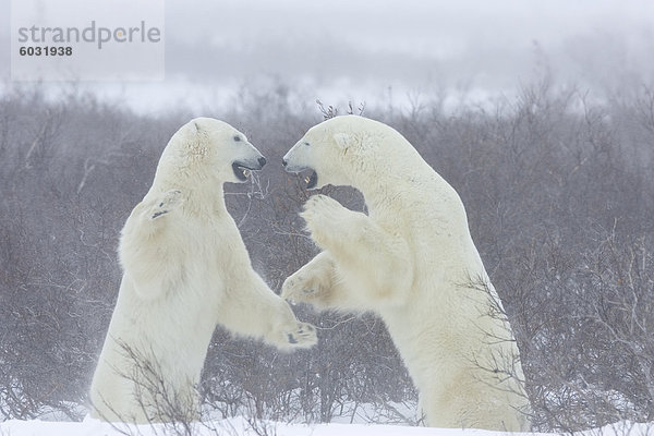 Eisbären (Ursus Maritimus)  Churchill  Hudson Bay  Manitoba  Kanada  Nordamerika