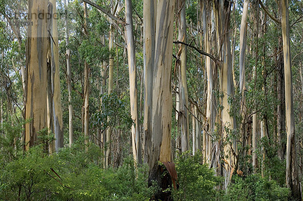 Eukalyptus-Bäume  Great Ocean Road  Victoria  Australien  Pazifik