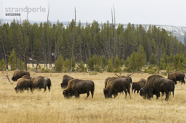 Bison-Herde  Yellowstone National Park  UNESCO-Weltkulturerbe  Wyoming  Vereinigte Staaten von Amerika  Nordamerika