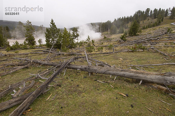 Schlamm Volcano Area  Yellowstone National Park  UNESCO World Heritage Site  Wyoming  Vereinigte Staaten von Amerika  Nordamerika