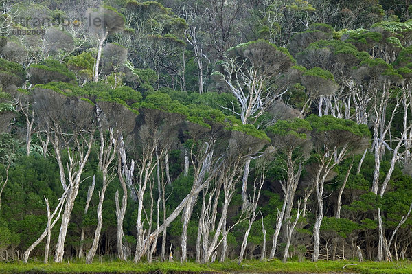 Eukalyptus Bäume  Wilsons Promontory National Park  Victoria  Australien  Pazifik