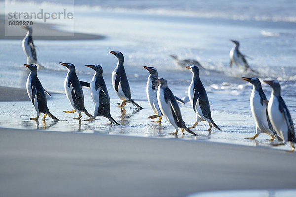 Kaiserpinguin Aptenodytes forsteri gehen Strand Eselspinguin Pygoscelis papua Falklandinseln Südamerika