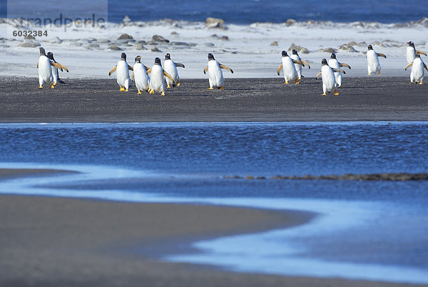 Kaiserpinguin Aptenodytes forsteri gehen Eselspinguin Pygoscelis papua Falklandinseln Südamerika