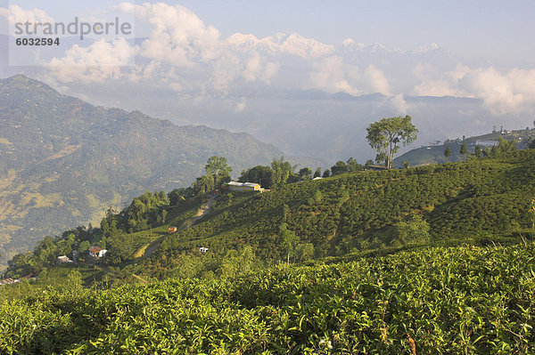 Singtom Teegarten  Schnee und Nebel Kandchengzonga Berg im Hintergrund  Darjeeling  Westbengal Zustand  Himalaya  Indien  Asien