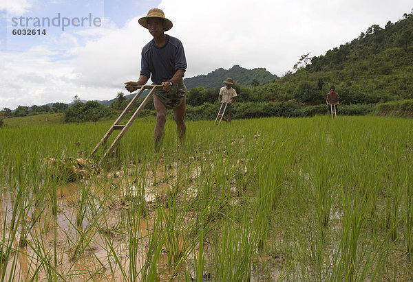 Arbeiten bei jungen Bauern Reis Reisfelder mit hölzernen Werkzeuge  nahe dem Dorf von Mindhaik  Shan State  Myanmar (Birma)  Asien