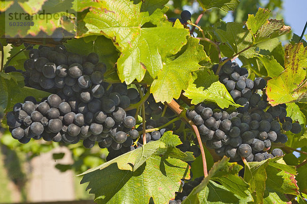 Schwarze Trauben in den verblassenden Herbst Weinbergen  bereit für die Kommissionierung  in der Nähe von Remich  Luxemburg Mosel  Luxemburg  Europa