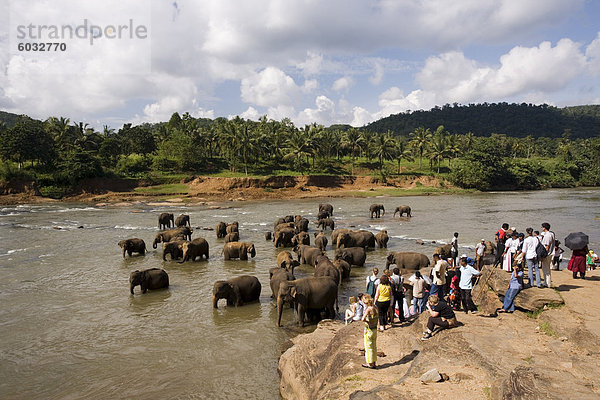 Elefantenwaisenhauses Elefanten-Waisenhaus in der Nähe von Kegalle  Hill Country  Sri Lanka  Asien