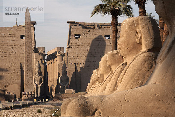 Avenue des die Sphinxe zum Luxor-Tempel  Luxor  Theben  UNESCO Weltkulturerbe  Ägypten  Nordafrika  Afrika