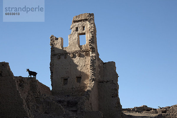 Eine Ziege steht unter den Ruinen der Stadt Lehmziegeln Al-Qasr  Dakhla  Ägypten  Nordafrika  Afrika