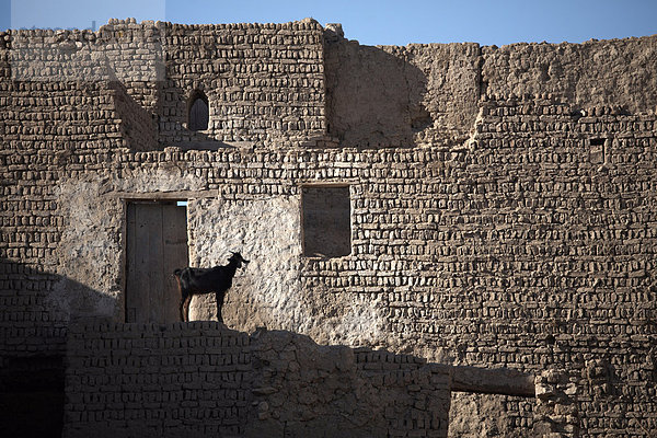 Eine Ziege steht unter den Ruinen der Stadt Lehmziegeln Al-Qasr  Dakhla  Ägypten  Nordafrika  Afrika