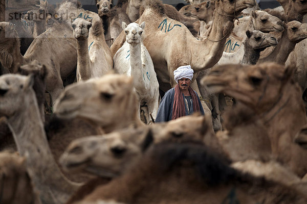 Birqash Kamel Markt  Kairo  Ägypten  Nordafrika  Afrika