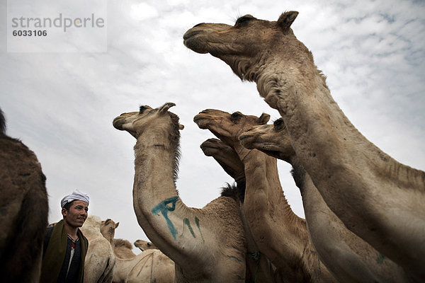 Birqash Kamel Markt  Kairo  Ägypten  Nordafrika  Afrika