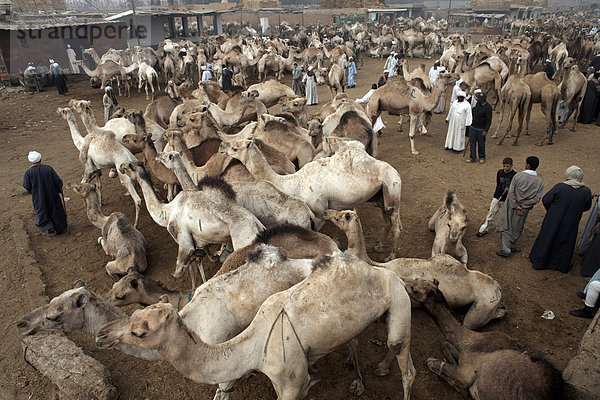 Birqash Kamel Markt  Kairo  Ägypten  Nordafrika  Afrika