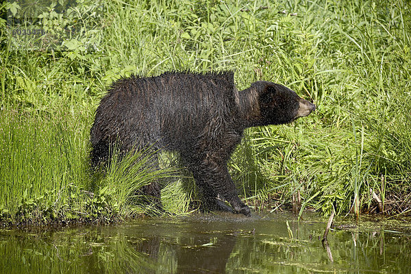 Schwarzbär (Ursus Americanus) trocknen aus  in der Gefangenschaft aus Sandstein  Minnesota  Vereinigte Staaten von Amerika  Nordamerika