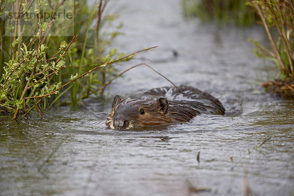 Biber (Castor Canadensis) schwimmen in Soda Butte Creek  Yellowstone Nationalpark  Wyoming  Vereinigte Staaten von Amerika  Nordamerika