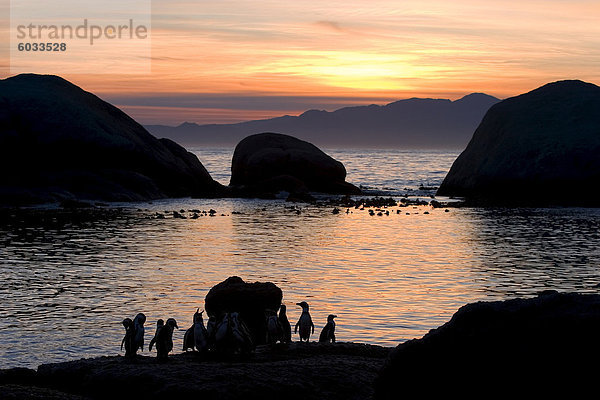 Esel Pinguine (Brillenpinguine) (Speniscus Demersus)  die Boulder Beach  Kapstadt  Südafrika  Afrika