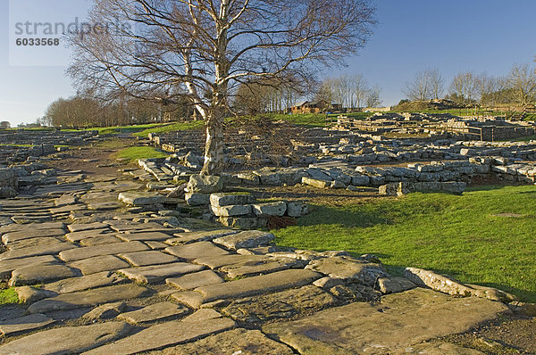 Gepflasterte Fahrbahn  Via Praetoria und Soldaten Quartier  römische Siedlung und Festung in Vindolanda  Roman Wall Süd  UNESCO Weltkulturerbe  Northumbria  England  Vereinigtes Königreich  Europa