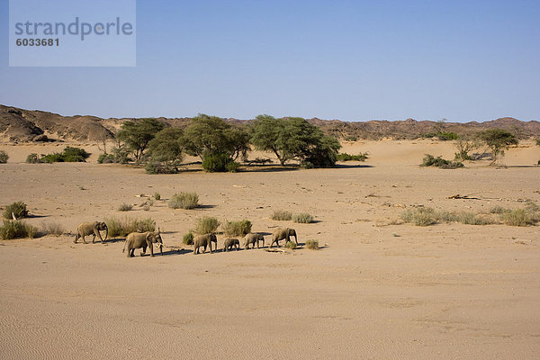 Herde von Wüste lebende Elefanten (Loxodonta Africana Africana)  Namibia  Afrika