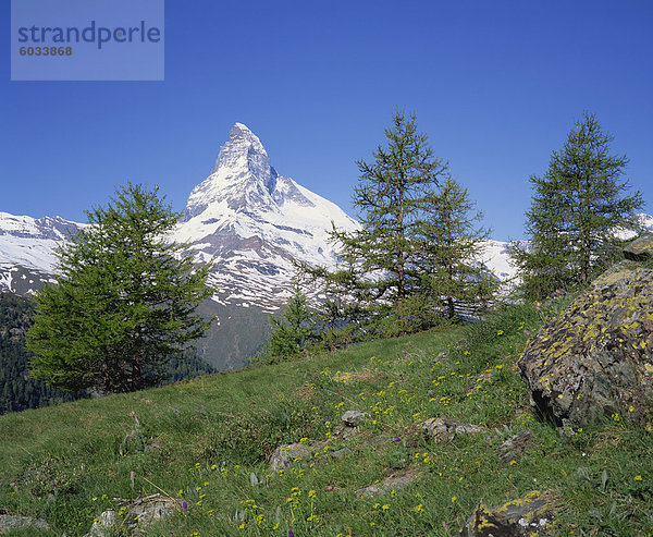 Wildblumen am Hang vor dem Matterhorn in der Schweiz  Europa