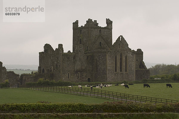 Dunbrody Abbey  Dumbrody  County Wexford  Leinster  Irland (Eire)  Europa