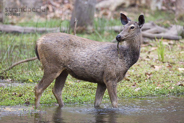 Sambarhirsche  Cervus unicolor  Bandhavgarh Nationalpark  Madhya Pradesh  Indien  Asien