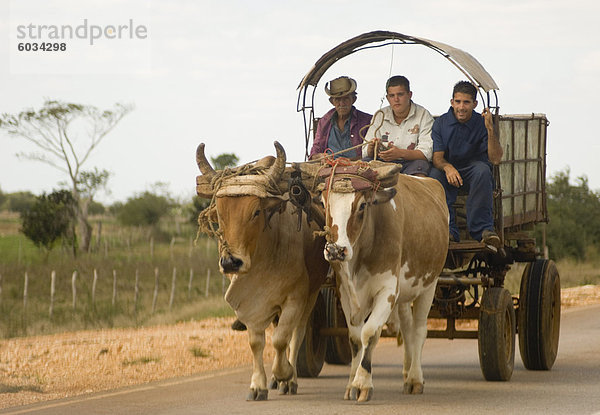 Drei Männer fahren in einen Ochsen Karren  Sancti Spiritus Provinz  Kuba  Westindische Inseln  Mittelamerika
