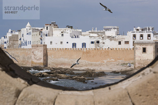 Wällen der Stadt und Möwen  Essaouira  Marokko  Nordafrika  Afrika